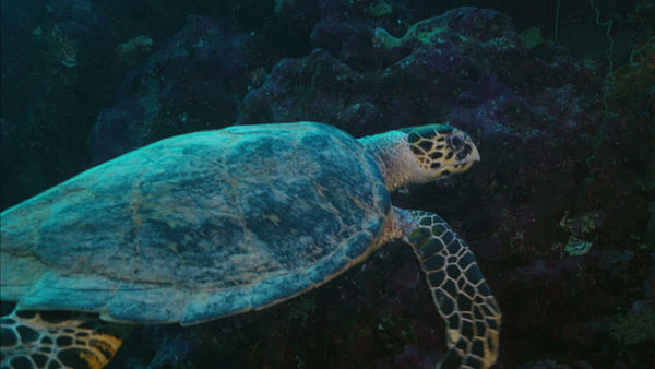 Musique originale / HORIZON